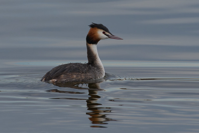 Grebe huppe.jpg